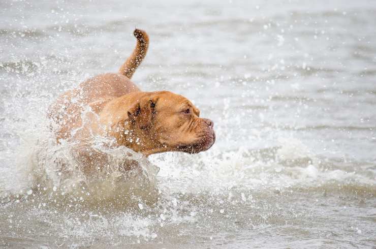 cane in spiaggia, regole
