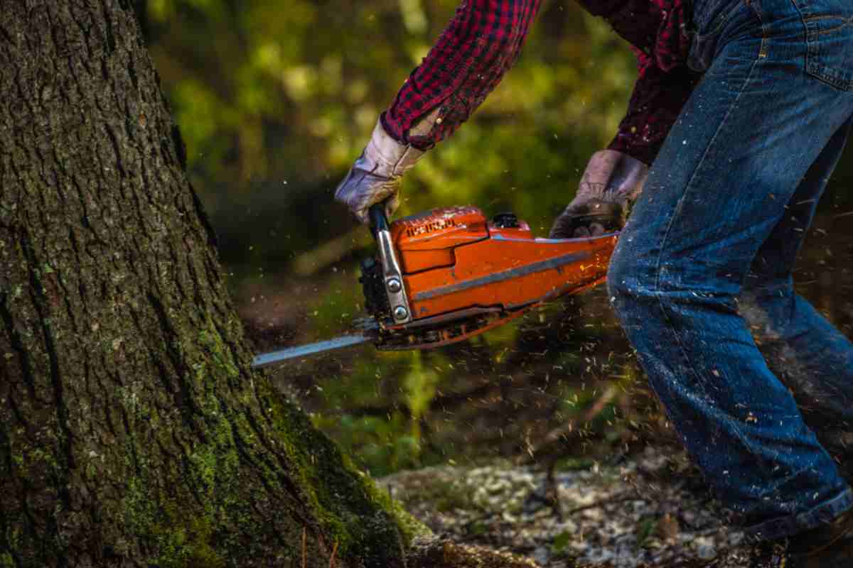 tagliare albero norme giardino 